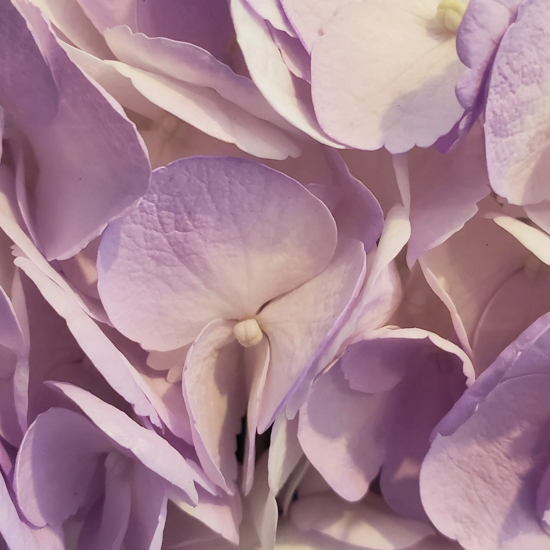 Botanicals Collection No. 34 - Decorative Pillow Cover